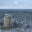 044 rose - Туз